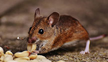 24 Hour & Emergency Exterminators in Bon Secour, AL